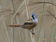 Bearded Reedling