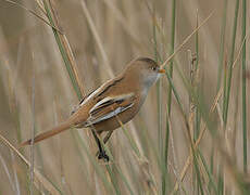 Bearded Reedling