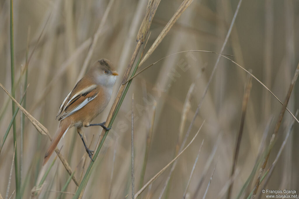 Bearded Reedling female adult