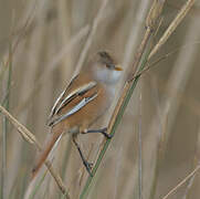 Bearded Reedling