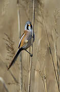 Bearded Reedling