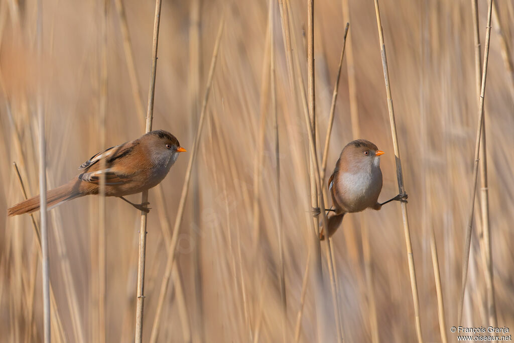 Bearded Reedling female