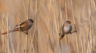 Bearded Reedling