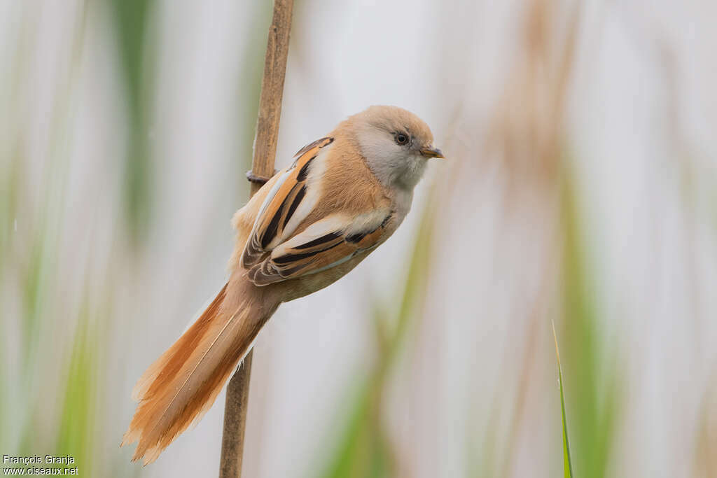 Bearded Reedling female adult, pigmentation