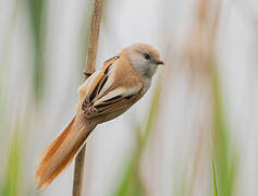 Bearded Reedling