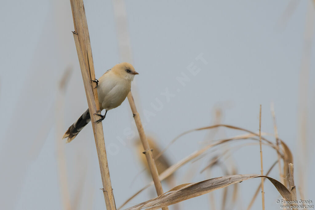 Bearded Reedlingimmature