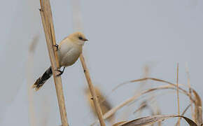 Bearded Reedling