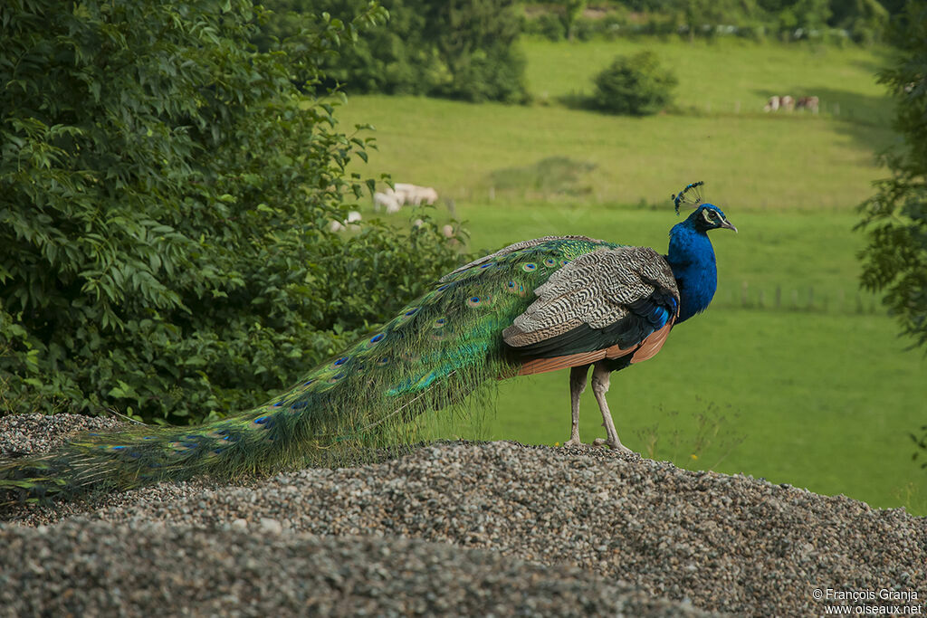 Indian Peafowl male adult