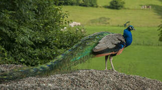 Indian Peafowl