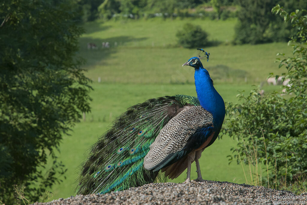 Indian Peafowl male adult