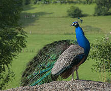 Indian Peafowl