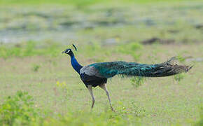 Indian Peafowl