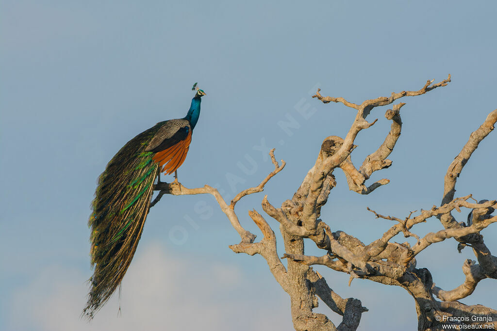 Indian Peafowl