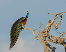 Indian Peafowl