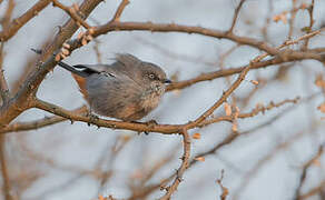 Chestnut-vented Warbler