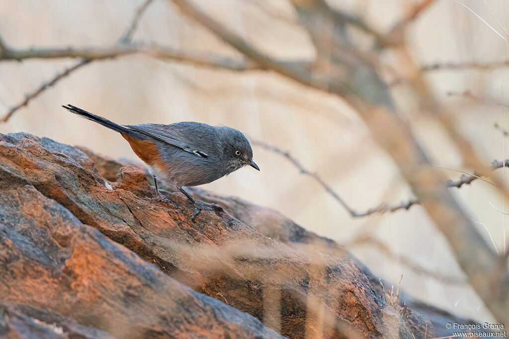 Chestnut-vented Warbler