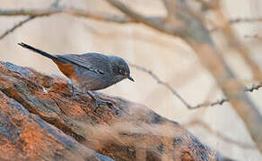 Chestnut-vented Warbler