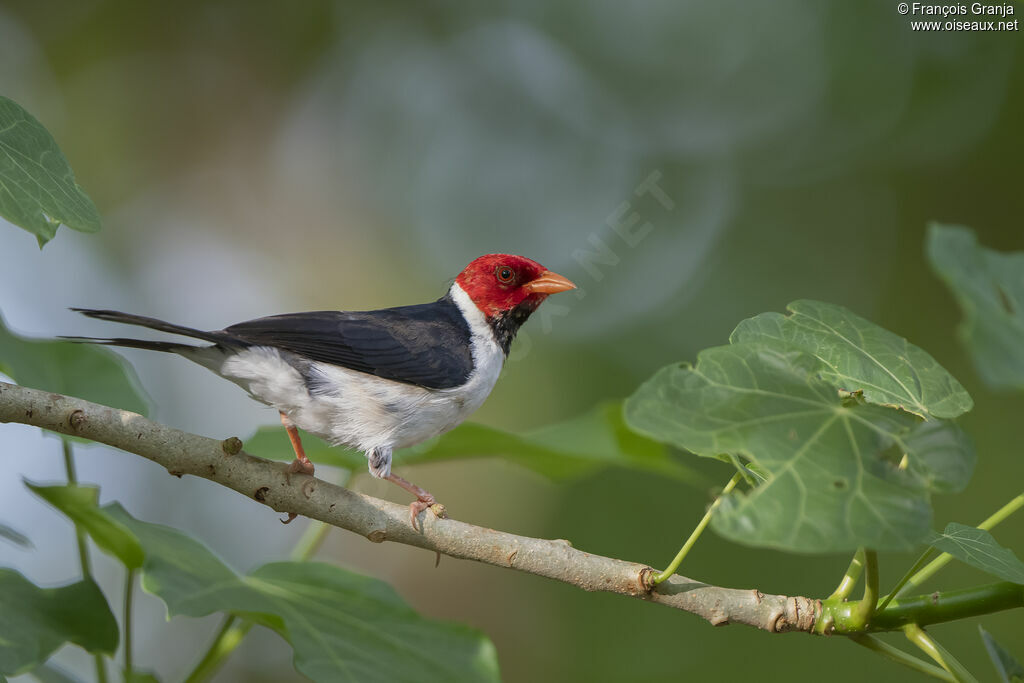 Yellow-billed Cardinal