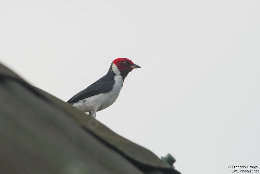 Red-capped Cardinal