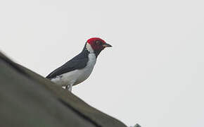 Red-capped Cardinal