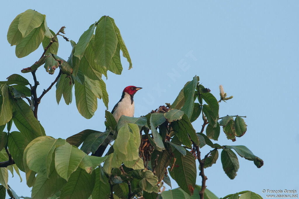 Red-capped Cardinal