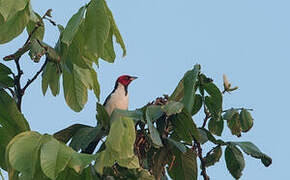 Red-capped Cardinal