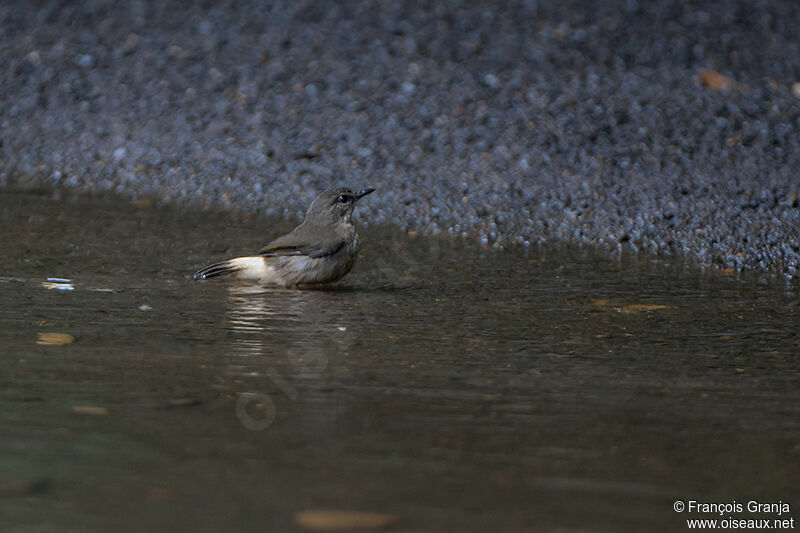 Buff-rumped Warbleradult