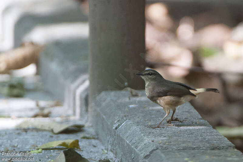 Buff-rumped Warbleradult, identification