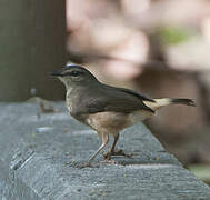 Buff-rumped Warbler