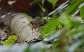 Buff-rumped Warbler