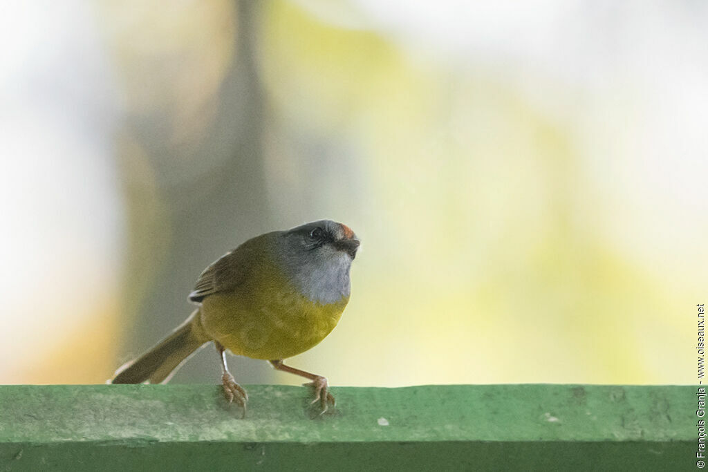 Russet-crowned Warbler