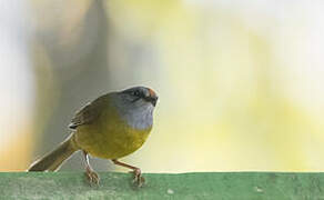 Russet-crowned Warbler