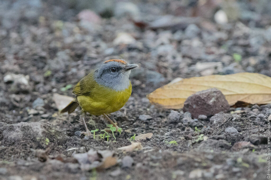 Paruline à diadème