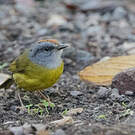 Paruline à diadème