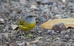 Russet-crowned Warbler