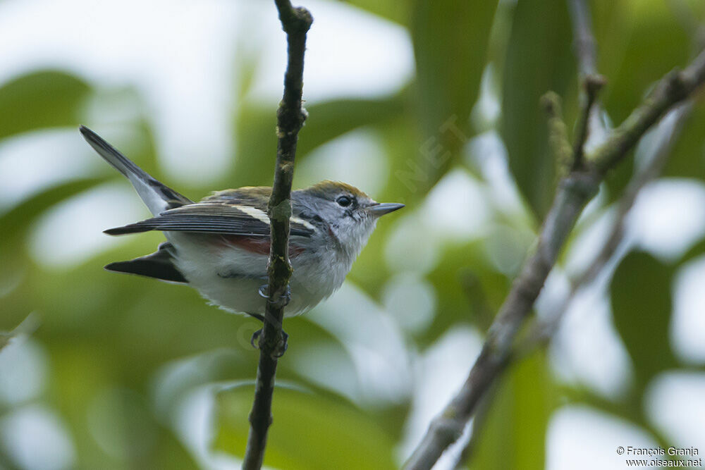 Paruline à flancs marron mâle adulte