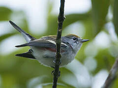 Chestnut-sided Warbler