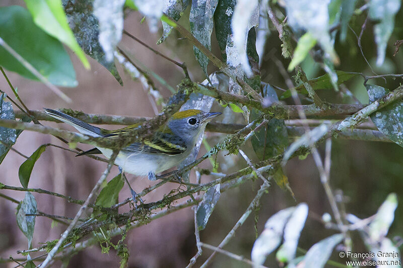 Chestnut-sided Warbleradult