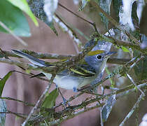 Chestnut-sided Warbler