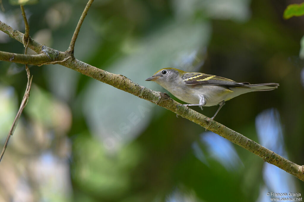 Chestnut-sided Warbler female adult