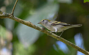 Chestnut-sided Warbler