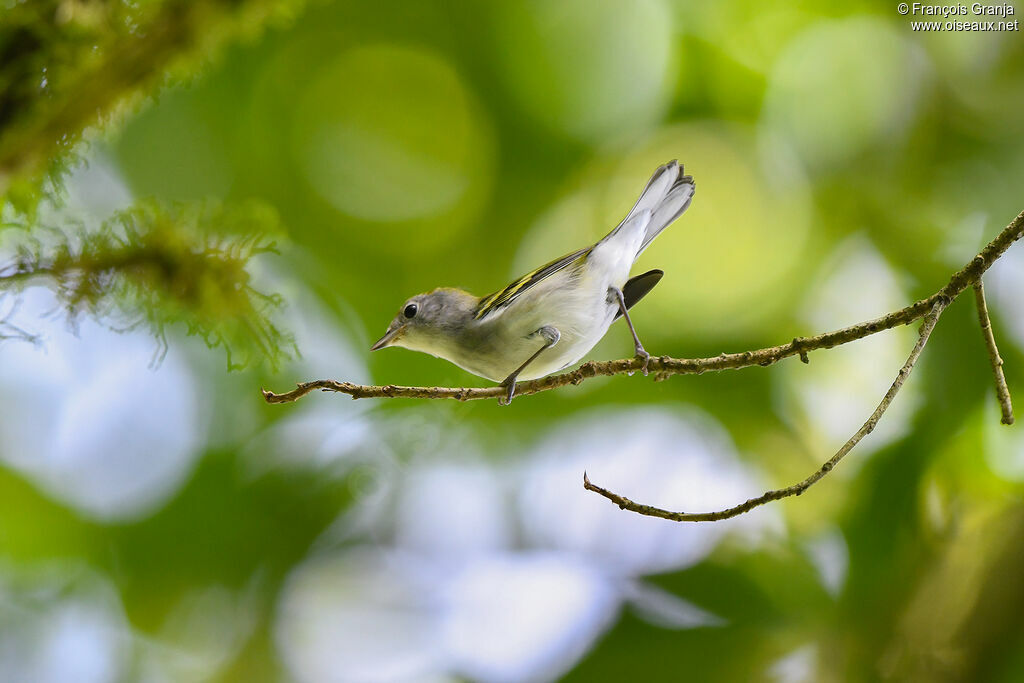 Chestnut-sided Warbler