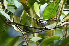 Blackburnian Warbler