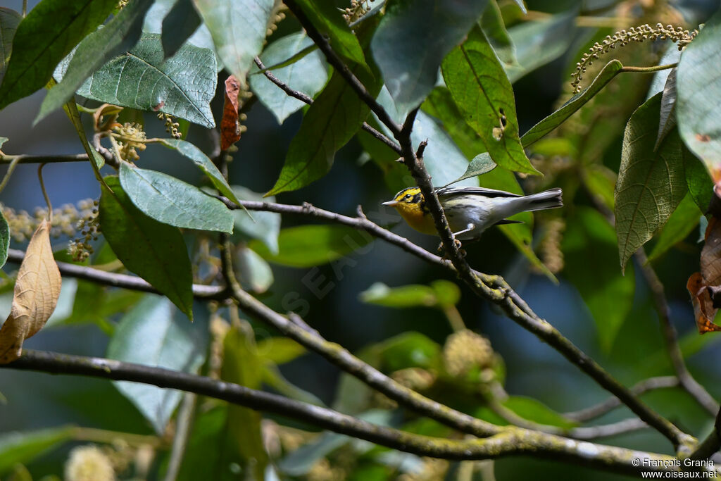 Blackburnian Warbler