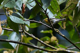 Blackburnian Warbler