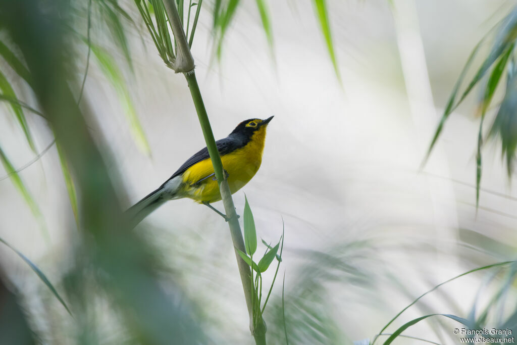 Spectacled Whitestart