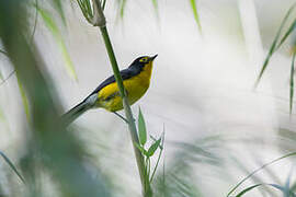 Spectacled Whitestart