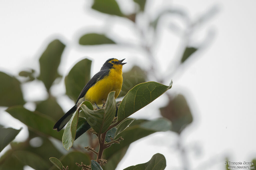 Spectacled Whitestart