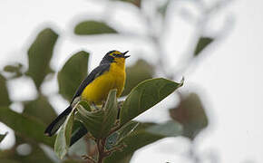 Spectacled Whitestart