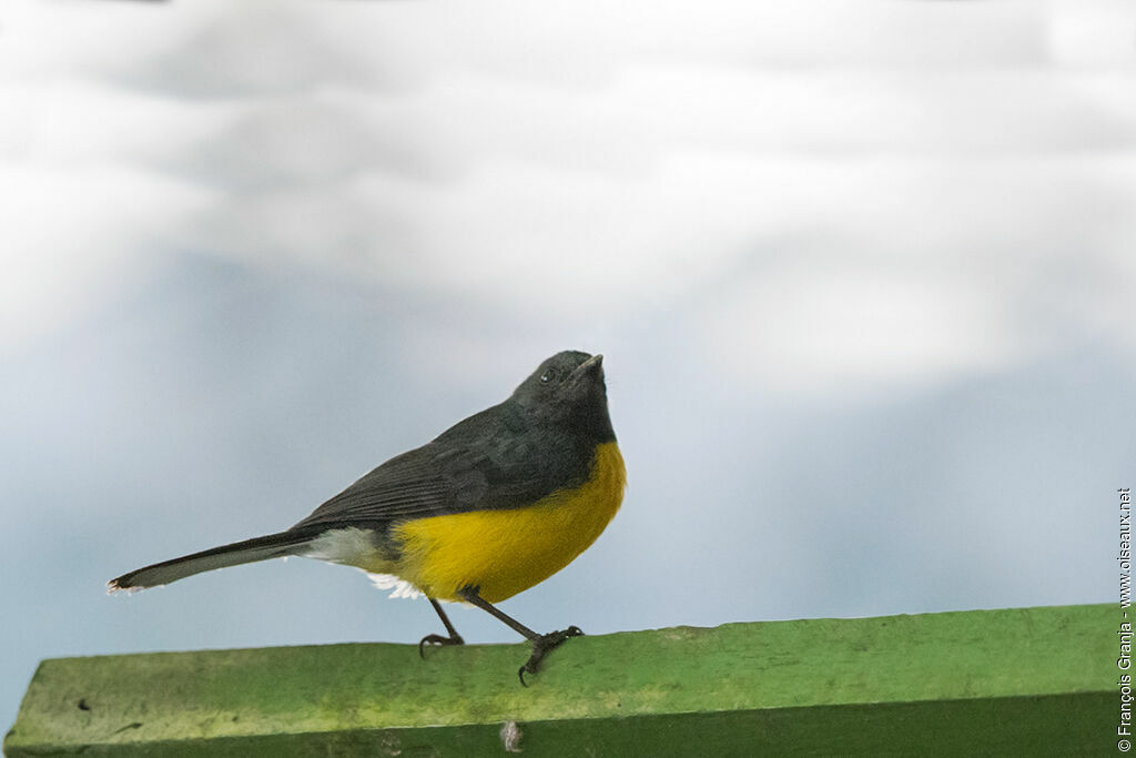 Slate-throated Whitestart